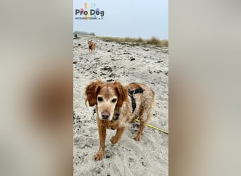 Skipper - ein absoluter Traumhund