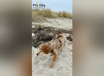 Skipper - ein absoluter Traumhund