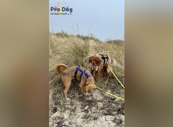 Skipper - ein absoluter Traumhund