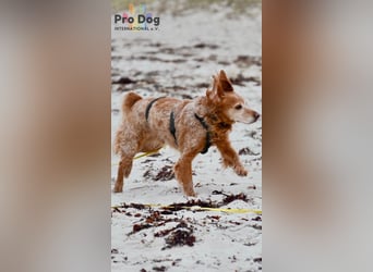 Skipper - ein absoluter Traumhund