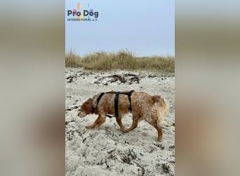 Skipper - ein absoluter Traumhund