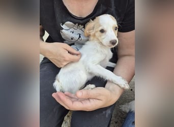 Wanda, Eine kleine Entdeckerin sucht ihr Zuhause