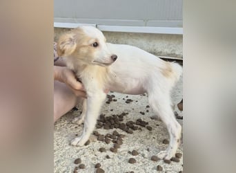 Wanda, Eine kleine Entdeckerin sucht ihr Zuhause