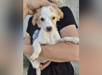 Wanda, Eine kleine Entdeckerin sucht ihr Zuhause