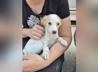 Wanda, Eine kleine Entdeckerin sucht ihr Zuhause