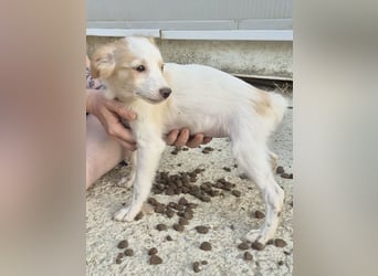 Wanda, Eine kleine Entdeckerin sucht ihr Zuhause