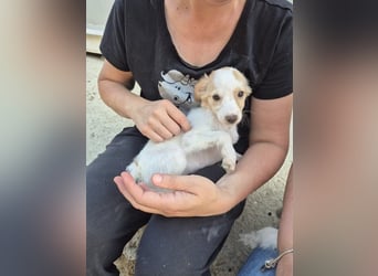 Wanda, Eine kleine Entdeckerin sucht ihr Zuhause
