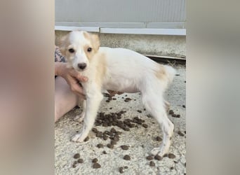 Wanda, Eine kleine Entdeckerin sucht ihr Zuhause