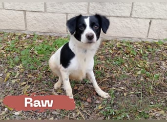 freundlicher Raw sucht ruhiges Zuhause