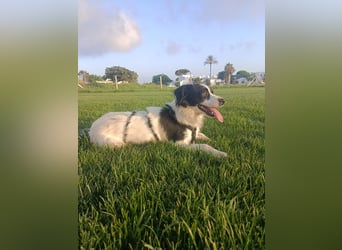 freundlicher Raw sucht ruhiges Zuhause