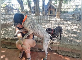 Süße KLEO-sucht dringend liebevolles Zuhause, nachdem ihre Mama ein Zuhause gefunden hat