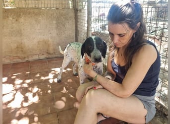 Süße KLEO-sucht dringend liebevolles Zuhause, nachdem ihre Mama ein Zuhause gefunden hat