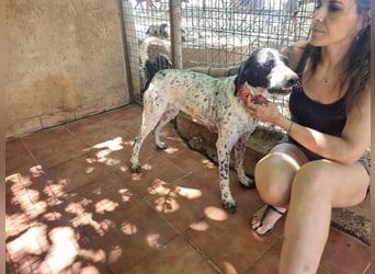 Süße KLEO-sucht dringend liebevolles Zuhause, nachdem ihre Mama ein Zuhause gefunden hat