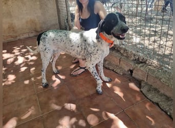 Süße KLEO-sucht dringend liebevolles Zuhause, nachdem ihre Mama ein Zuhause gefunden hat