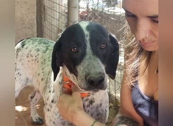 Süße KLEO-sucht dringend liebevolles Zuhause, nachdem ihre Mama ein Zuhause gefunden hat