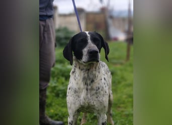 Süße KLEO-sucht dringend liebevolles Zuhause, nachdem ihre Mama ein Zuhause gefunden hat
