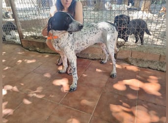 Süße KLEO-sucht dringend liebevolles Zuhause, nachdem ihre Mama ein Zuhause gefunden hat