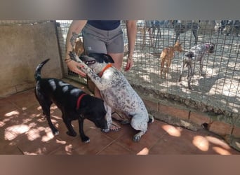 Süße KLEO-sucht dringend liebevolles Zuhause, nachdem ihre Mama ein Zuhause gefunden hat