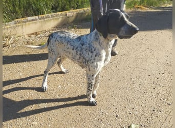 Süße KLEO-sucht dringend liebevolles Zuhause, nachdem ihre Mama ein Zuhause gefunden hat