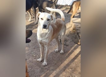 DIESEL - einziger Rüde der 4 D´s DIESEL - einziger Rüde der 4 D´s