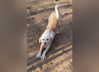 DIESEL - einziger Rüde der 4 D´s DIESEL - einziger Rüde der 4 D´s