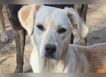 DIESEL - einziger Rüde der 4 D´s DIESEL - einziger Rüde der 4 D´s