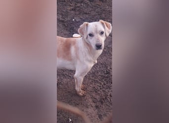 DIESEL - einziger Rüde der 4 D´s DIESEL - einziger Rüde der 4 D´s