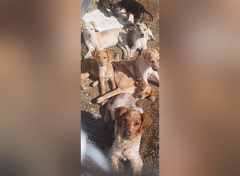 DIESEL - einziger Rüde der 4 D´s DIESEL - einziger Rüde der 4 D´s