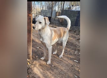 DIESEL - einziger Rüde der 4 D´s DIESEL - einziger Rüde der 4 D´s