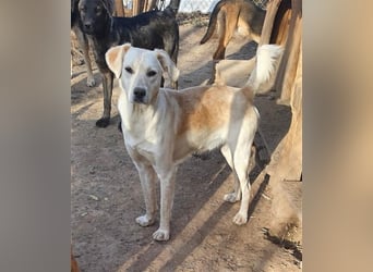 DIESEL - einziger Rüde der 4 D´s DIESEL - einziger Rüde der 4 D´s