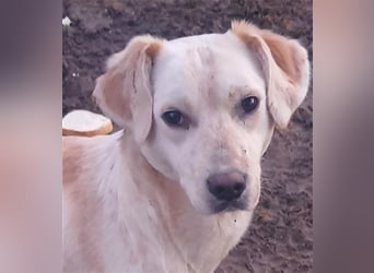 DIESEL - einziger Rüde der 4 D´s DIESEL - einziger Rüde der 4 D´s