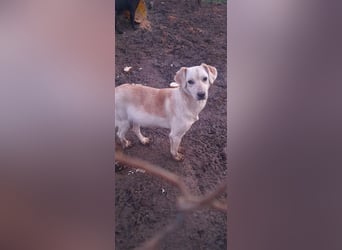 DIESEL - einziger Rüde der 4 D´s DIESEL - einziger Rüde der 4 D´s