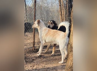 DIESEL - einziger Rüde der 4 D´s DIESEL - einziger Rüde der 4 D´s