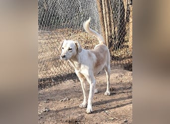 DIESEL - einziger Rüde der 4 D´s DIESEL - einziger Rüde der 4 D´s