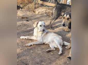 DIESEL - einziger Rüde der 4 D´s DIESEL - einziger Rüde der 4 D´s