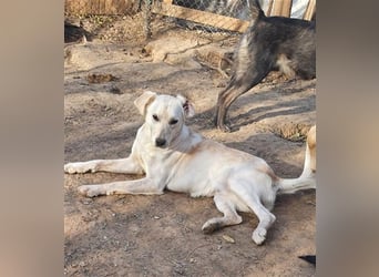 DIESEL - einziger Rüde der 4 D´s DIESEL - einziger Rüde der 4 D´s