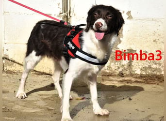 Bimba3 geb. 07/2024 (ESP) - freundliche, verspielte und aktive Bretonin sucht ein neues Zuhause!