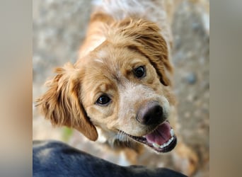 Limon geb. 03/2025 (ESP) - sozialer, junger Bretonischer Spaniel!