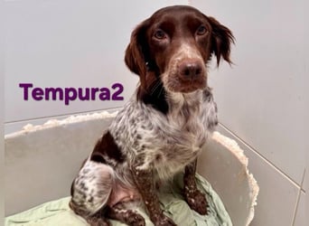 Tempura geb. 09/2024 (ESP) - menschenzugewandte Traumhündin!
