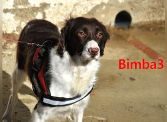 Bimba3 geb. 07/2024 (ESP) - freundliche, verspielte und aktive Bretonin sucht ein neues Zuhause!