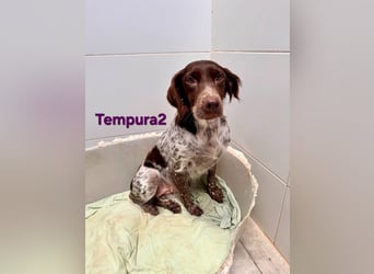 Tempura geb. 09/2024 (ESP) - menschenzugewandte Traumhündin!