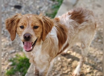 Limon geb. 03/2025 (ESP) - sozialer, junger Bretonischer Spaniel!