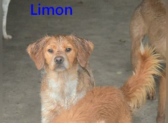 Limon geb. 03/2025 (ESP) - sozialer, junger Bretonischer Spaniel!