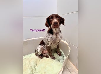 Tempura geb. 09/2024 (ESP) - menschenzugewandte Traumhündin!