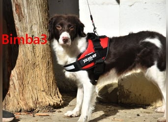 Bimba3 geb. 07/2024 (ESP) - freundliche, verspielte und aktive Bretonin sucht ein neues Zuhause!