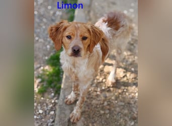 Limon geb. 03/2025 (ESP) - sozialer, junger Bretonischer Spaniel!