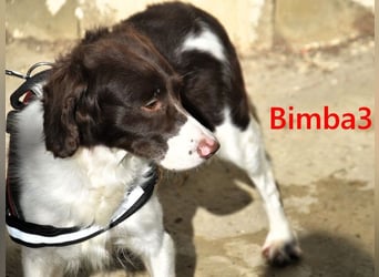 Bimba3 geb. 07/2024 (ESP) - freundliche, verspielte und aktive Bretonin sucht ein neues Zuhause!