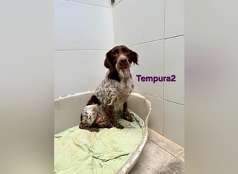 Tempura geb. 09/2024 (ESP) - menschenzugewandte Traumhündin!
