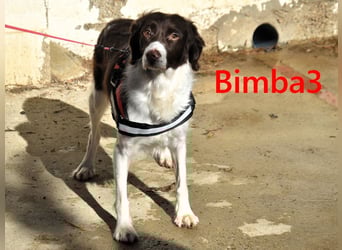 Bimba3 geb. 07/2024 - freundliche, verspielte und aktive Bretonin sucht ein neues Zuhause!