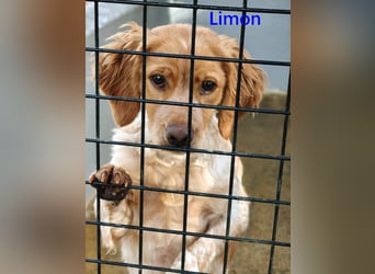 Limon geb. 03/2025 (ESP) - sozialer, junger Bretonischer Spaniel!